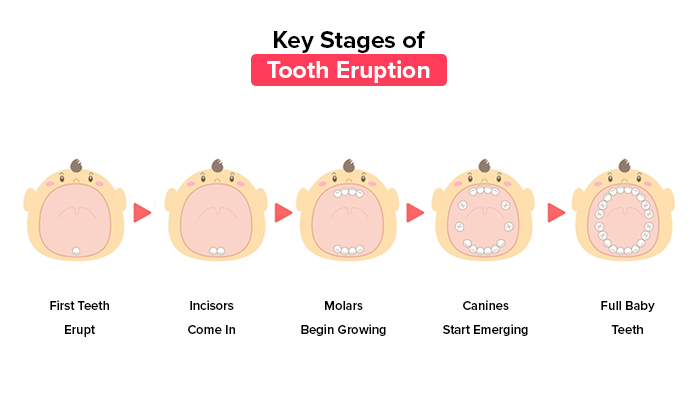 Stages Of Tooth Eruption In Children Complete Parent Guide Stages Of Tooth Eruption In Children Complete Parent Guide